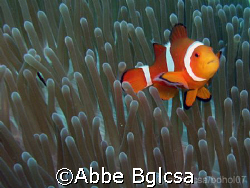 Never ending Nemo!  I just love taking clown fishes.  I l... by Abbe Bglcsa 
